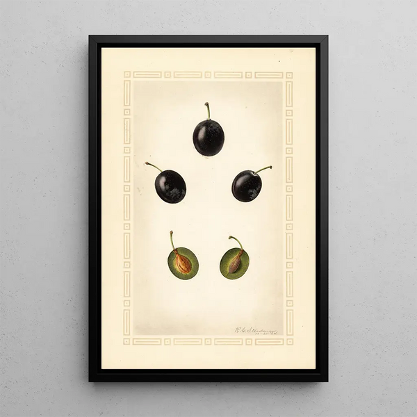 Prunus domestica Mackinan - Royal Charles Steadman - Royal Charles Steadman — ingelijst kunstwerk aan de muur