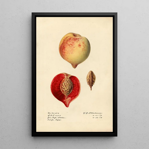 Prunus persica - Royal Charles Steadman - Royal Charles Steadman — ingelijst kunstwerk aan de muur