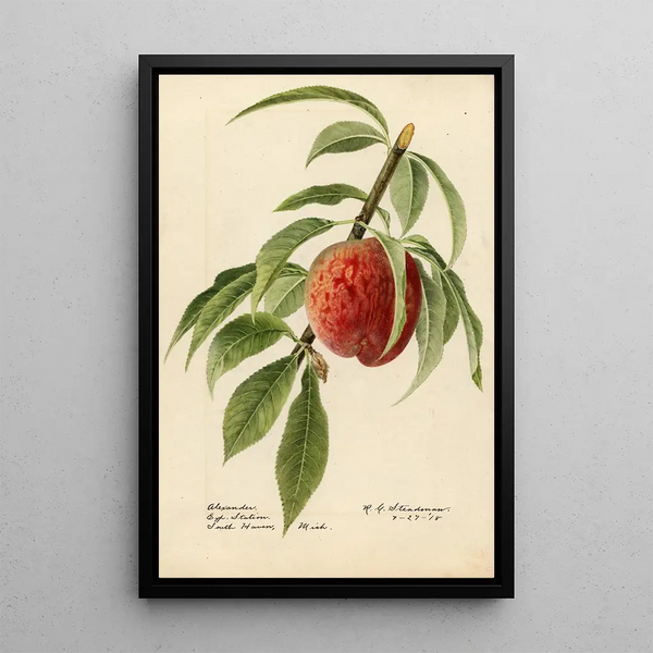 Prunus persica Alexander - Royal Charles Steadman - Royal Charles Steadman — ingelijst kunstwerk aan de muur