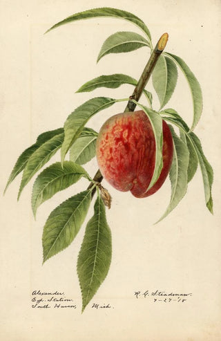 Royal Charles Steadman - Prunus persica Alexander.webp