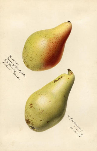 Royal Charles Steadman - Pyrus communis Vicar of Winkfield.webp