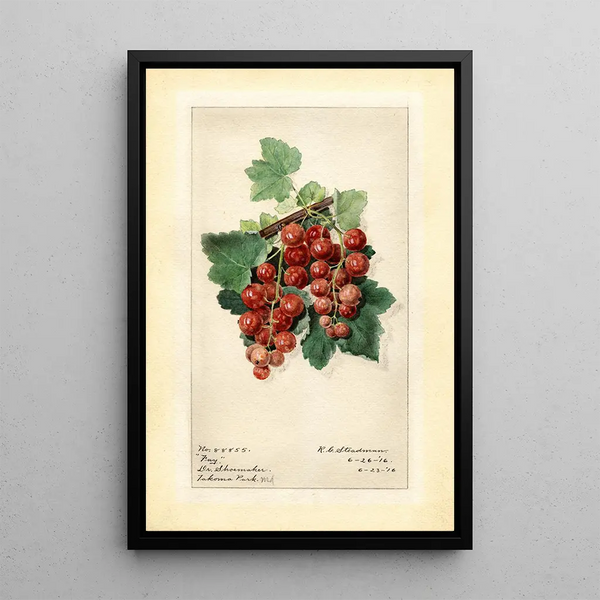 Ribes Fay - Royal Charles Steadman - Royal Charles Steadman — ingelijst kunstwerk aan de muur