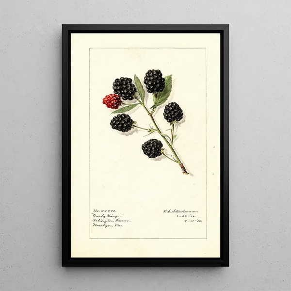 Rubus Early King - Royal Charles Steadman - Royal Charles Steadman — ingelijst kunstwerk aan de muur
