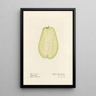 Royal Charles Steadman - Sechium edule.webp