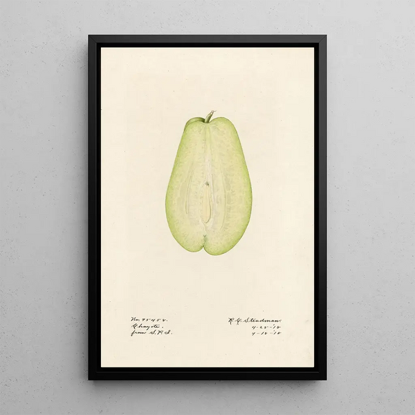 Sechium edule - Royal Charles Steadman - Royal Charles Steadman — ingelijst kunstwerk aan de muur