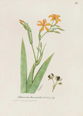 S Fred Prince - Blackberry lily.webp