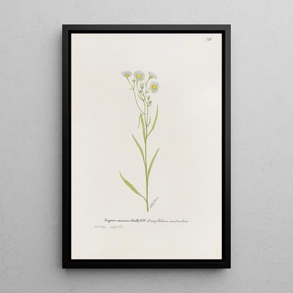 S Fred Prince - Daisy fleabane.webp