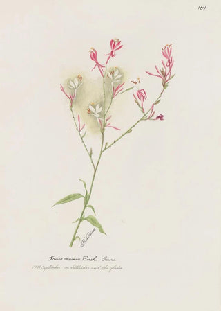 S Fred Prince - Gaura.webp