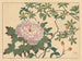 Pioenroos - Sakai Hōitsu — weergave van het kunstwerk