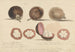 De vrucht van de mangosteen, Malakka - Samuel Davis — weergave van het kunstwerk