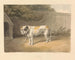 Een bulldog - Samuel Howitt — weergave van het kunstwerk