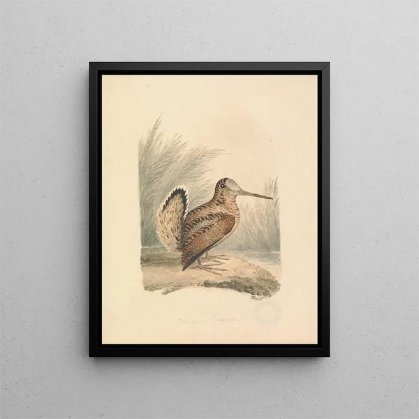 Een houtsnip - Samuel Howitt — ingelijst kunstwerk aan de muur