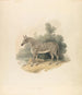 De zebra - Samuel Howitt — weergave van het kunstwerk