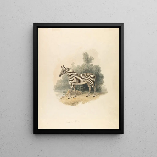 De zebra - Samuel Howitt — ingelijst kunstwerk aan de muur