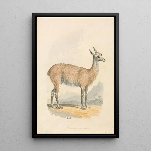 Lama Painting - Samuel Howitt — framed artwork on a wall