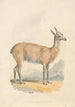 Lama Painting - Samuel Howitt — artwork view