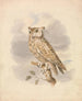 Kleine uil - Samuel Howitt — weergave van het kunstwerk