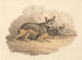 Twee hyena's - Samuel Howitt — weergave van het kunstwerk