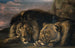 Leeuw en leeuwin slapend - Samuel Raven — weergave van het kunstwerk