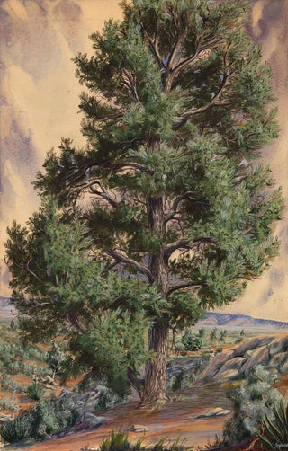 Sandow - Pine Tree.webp