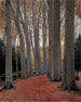 Allée des Platanes - Santiago Rusiñol — weergave van het kunstwerk