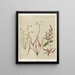 1 Drosera arcturi 2 Drosera binata 3 Drosera auriculata 4 Halaragis altata - Sarah Featon — framed artwork on a wall