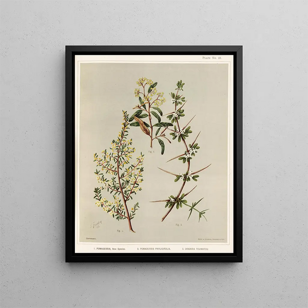 Pomaderris New species 2 Pomaderris phylicifolia 3 Discaria toumatou Plate 21 - Sarah Featon — framed artwork on a wall