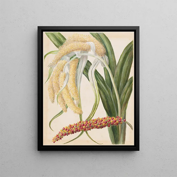 Astelia solandri Kowharawhara - Sarah Featon — framed artwork on a wall