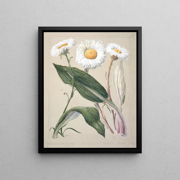 Mountain Daisy Hybrid Celmisia holosericea - Sarah Featon — framed artwork on a wall