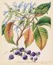 Colensoa physaloides - Sarah Featon — artwork view