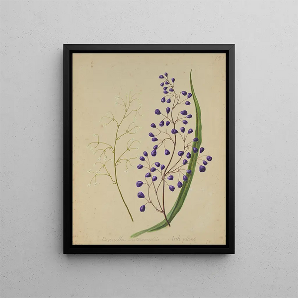 Dianella intermedia Ink plant - Sarah Featon — framed artwork on a wall
