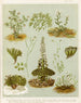 Fig 1 Cardamine hirsuta Fig 2 Braya de Nouvelle-Zélande Fig 3 Lepidium incisum Fig 4 Notothalspi rosulatum Planche 6 - Sarah Featon — weergave van het kunstwerk