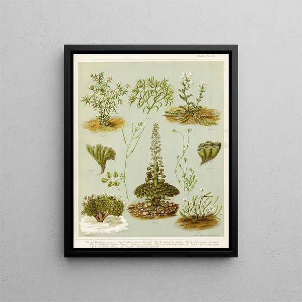 Fig 1 Cardamine hirsuta Fig 2 Braya de Nouvelle-Zélande Fig 3 Lepidium incisum Fig 4 Notothalspi rosulatum Planche 6 - Sarah Featon — ingelijst kunstwerk aan de muur