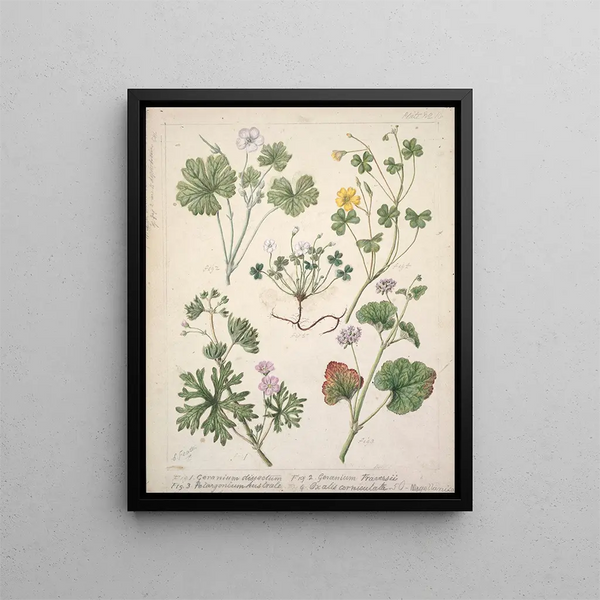 Géranium dissectum Géranium traversii Pelargonium australe Oxalis corniculata Magellanica - Sarah Featon — ingelijst kunstwerk aan de muur