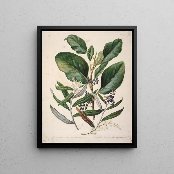 Griselinia lucida Corokia buddleoides - Sarah Featon — ingelijst kunstwerk aan de muur