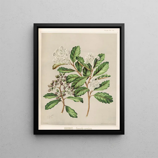 Kaikomako Pennantia corymbosa - Sarah Featon — ingelijst kunstwerk aan de muur