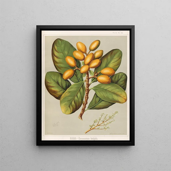 Karaka Corynocarpus laevigatus - Sarah Featon — ingelijst kunstwerk aan de muur