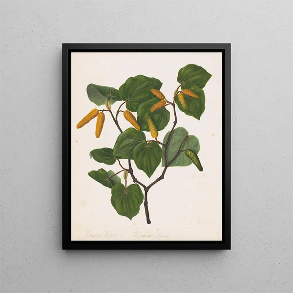 Kawa kawa Macropiper excelsum - Sarah Featon — ingelijst kunstwerk aan de muur