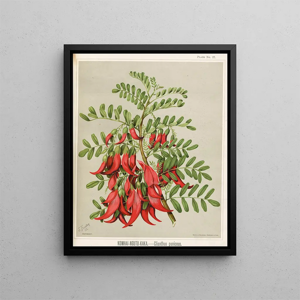 Kowhai Ngutu Kaka Clianthus puniceus - Sarah Featon — ingelijst kunstwerk aan de muur