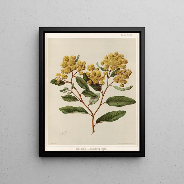 Kumarahou Pomaderris elliptica - Sarah Featon — ingelijst kunstwerk aan de muur