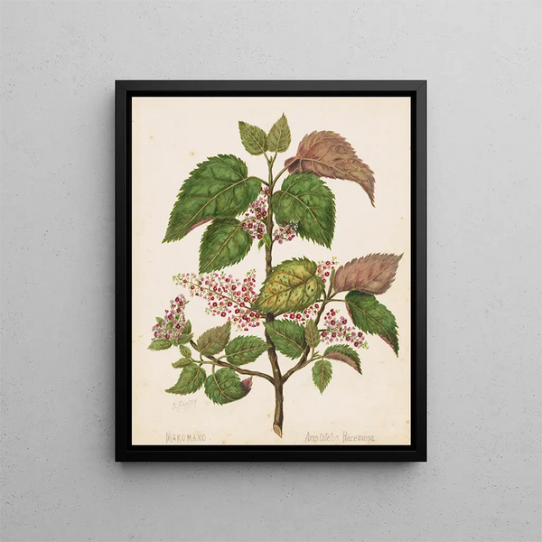 Makomako Aristotelia racemosa - Sarah Featon — ingelijst kunstwerk aan de muur