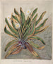 Marguerite des montagnes - Sarah Featon — weergave van het kunstwerk