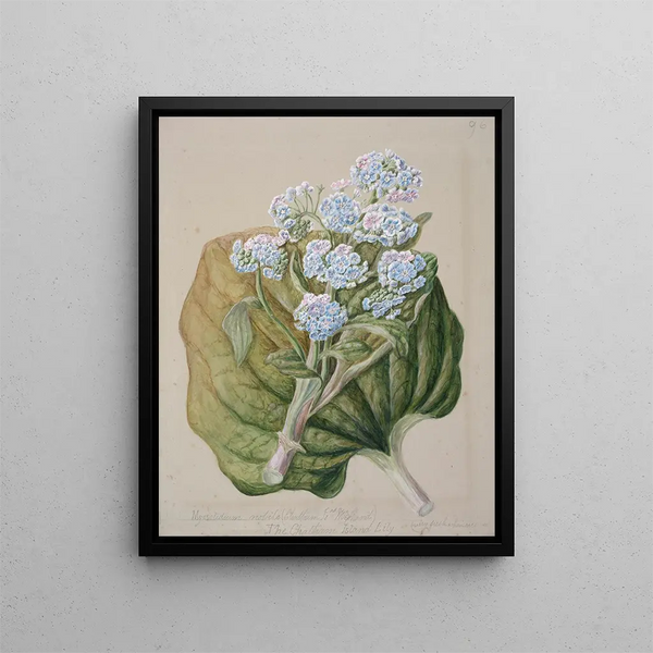 Myosotidium hortensia Myosotis van het Chathameiland - Sarah Featon — ingelijst kunstwerk aan de muur