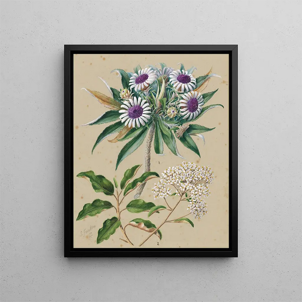 Gommage voor vogels van schapen Olearia angustifolia Teteaweka Olearia fruticosa Akipirau - Sarah Featon — ingelijst kunstwerk aan de muur