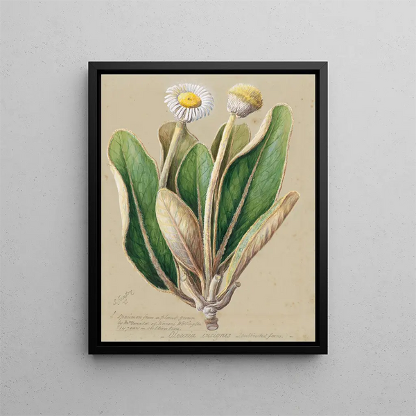 Een opmerkelijke pachystégie - Sarah Featon — ingelijst kunstwerk aan de muur