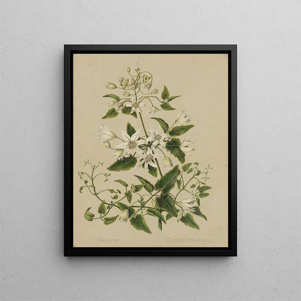 Pikiarero Clematis hexasepala - Sarah Featon — ingelijst kunstwerk aan de muur