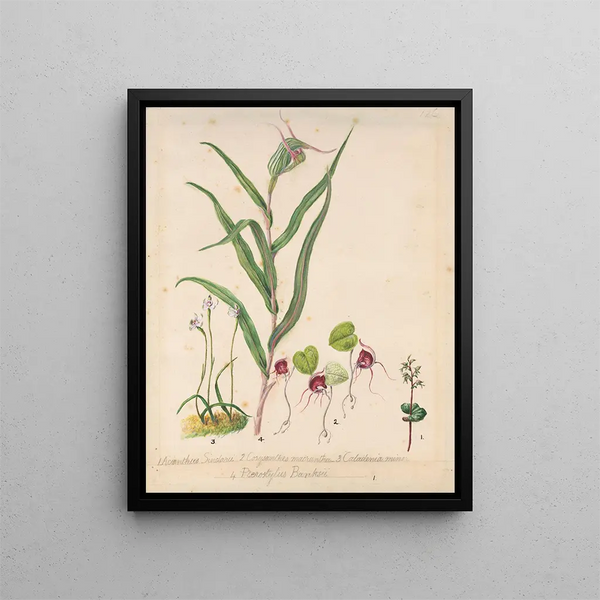 Orchidee elfje hoedje Acianthus sinclairii Orchidee spinnekop Corybas macranthus Caladenia minor Tutukiwi Orchidee Greenhood Pterostylis banksii - Sarah Featon — ingelijst kunstwerk aan de muur