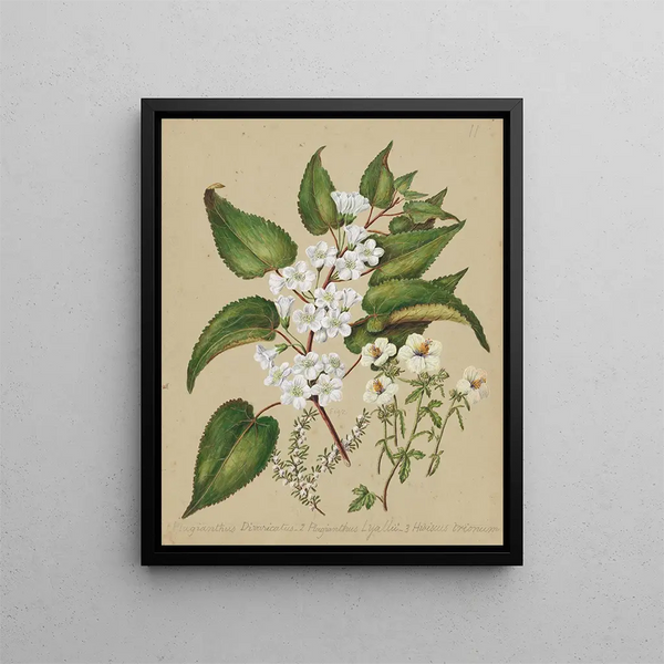 Plagianthus divaricatus Plagianthus lyallii Hibiscus trionum - Sarah Featon — ingelijst kunstwerk aan de muur