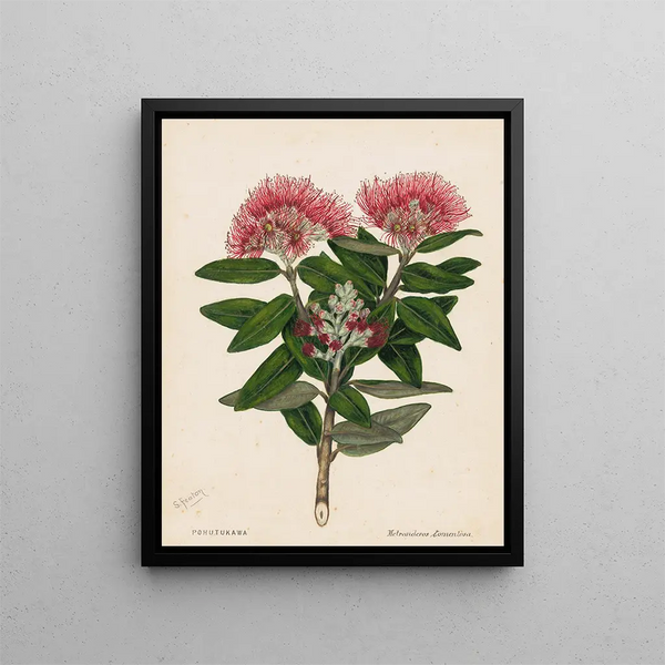 Pohutukawa Metrosideros tomentosa - Sarah Featon — ingelijst kunstwerk aan de muur