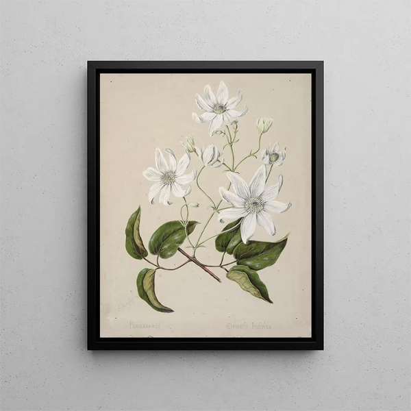 Sarah Featon - Puawananga Clematis indivisa.webp